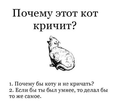 Почему этот кот кричит? 1. Почему бы коту и не кричать? 2. Если бы ты был умнее, то делал бы то же самое.