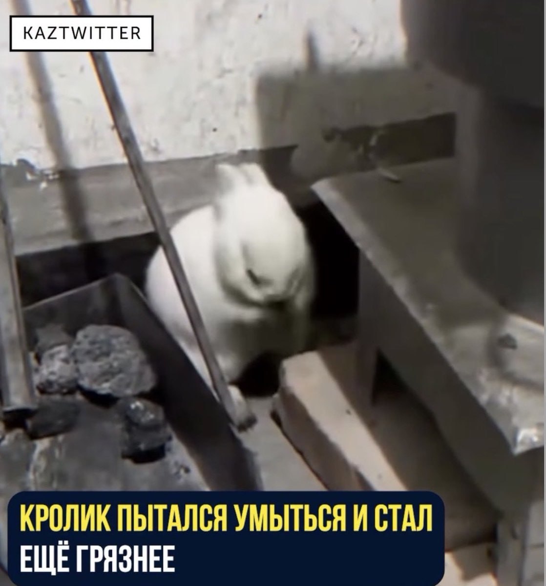 КРОЛИК ПЫТАЛСЯ УМЫТЬСЯ И СТАЛ ЕЩЕГРЯЗНЕЕ