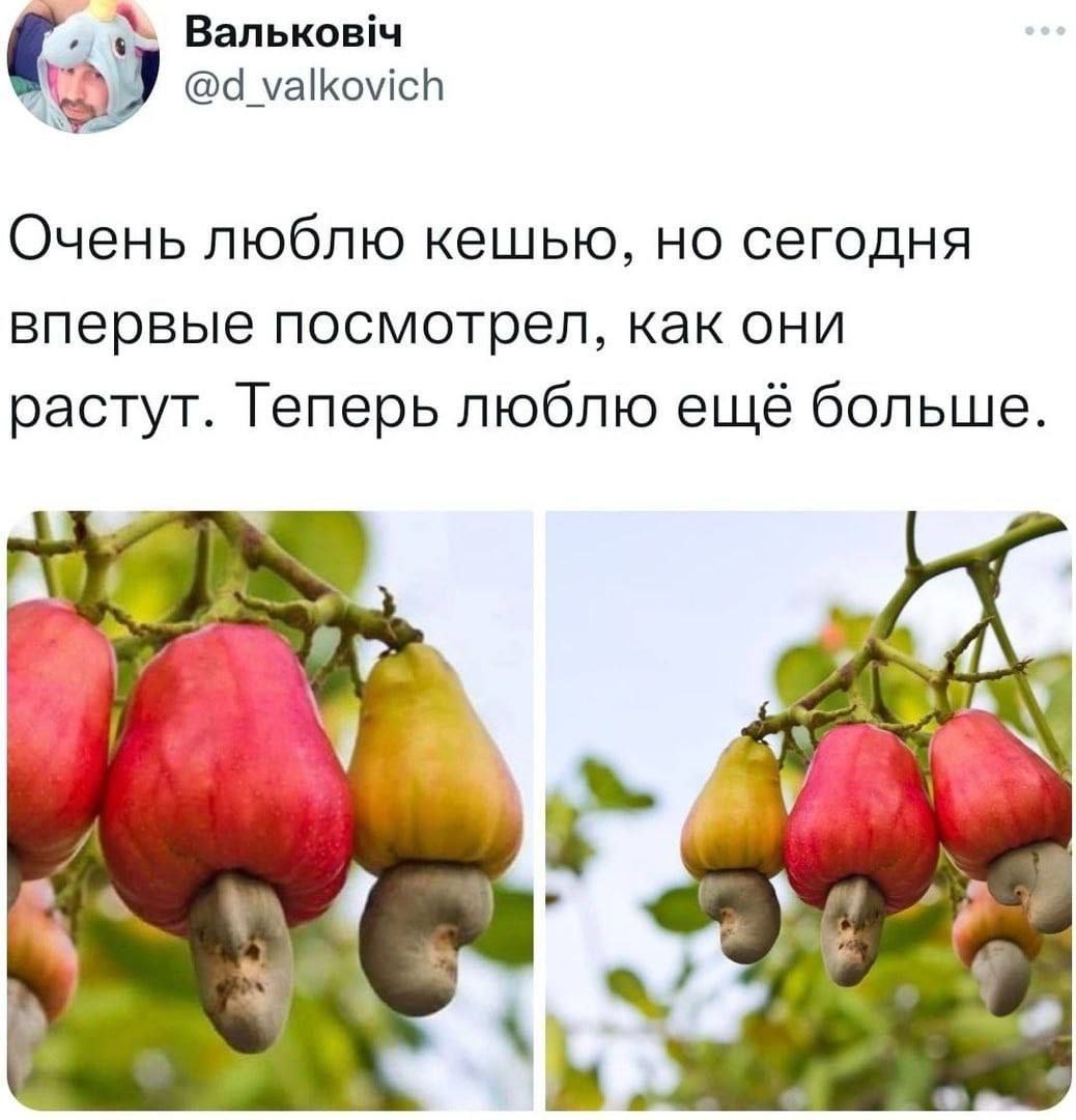 Вальков!ч Очень люблю кешью, но сегодня впервые посмотрел, как они растут. Теперь люблю ещё больше. у