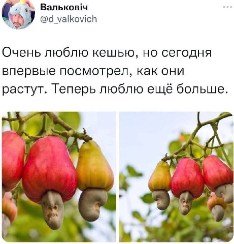 Вальков!ч Очень люблю кешью, но сегодня впервые посмотрел, как они растут. Теперь люблю ещё больше. у