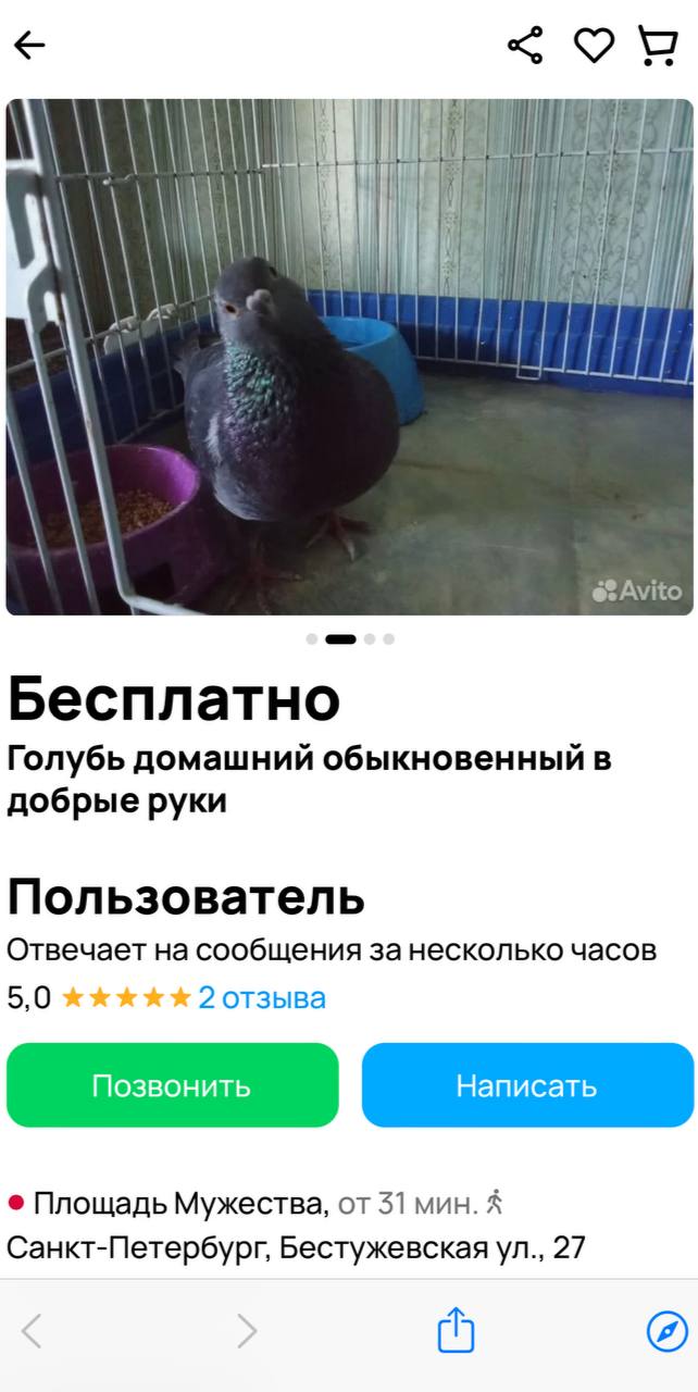 Бесплатно Голубь домашний обыкновенный в добрые руки Пользователь Отвечает на сообщения за несколько часов 5,0 2 отзыва Площадь Мужества, от 31 мин. А Санкт-Петербург, Бестужевская 27