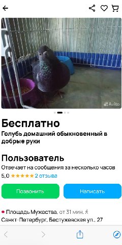 Бесплатно Голубь домашний обыкновенный в добрые руки Пользователь Отвечает на сообщения за несколько часов 5,0 2 отзыва Площадь Мужества, от 31 мин. А Санкт-Петербург, Бестужевская 27