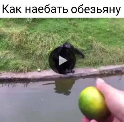 Как наебать обезьяну