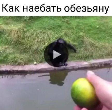 Как наебать обезьяну