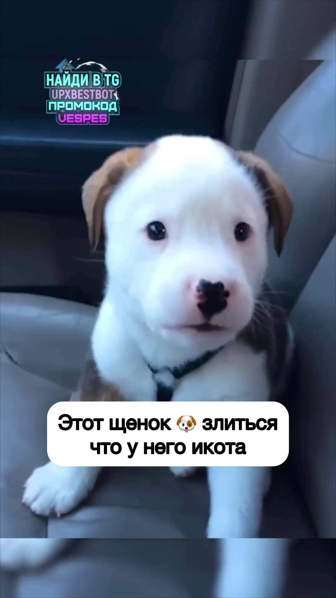 Этот щенок 4» злиться что у него икота НАЙДИ В Тб 4 УРХВЕЗТВОТ+ = ПРОМОКОД ff