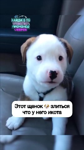 Этот щенок 4» злиться что у него икота НАЙДИ В Тб 4 УРХВЕЗТВОТ+ = ПРОМОКОД ff