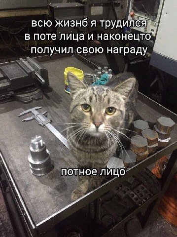 всю жизнб я трудился в поте лица и наконецто получил свою награду потное лицо