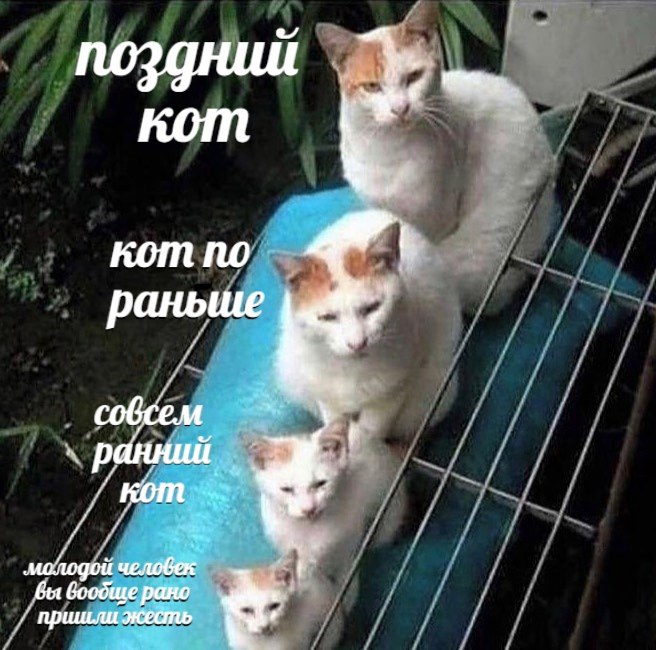 кот по раныие раннии молодой человек бы боодще рано пришли жесть