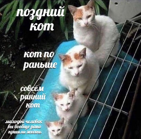кот по раныие раннии молодой человек бы боодще рано пришли жесть