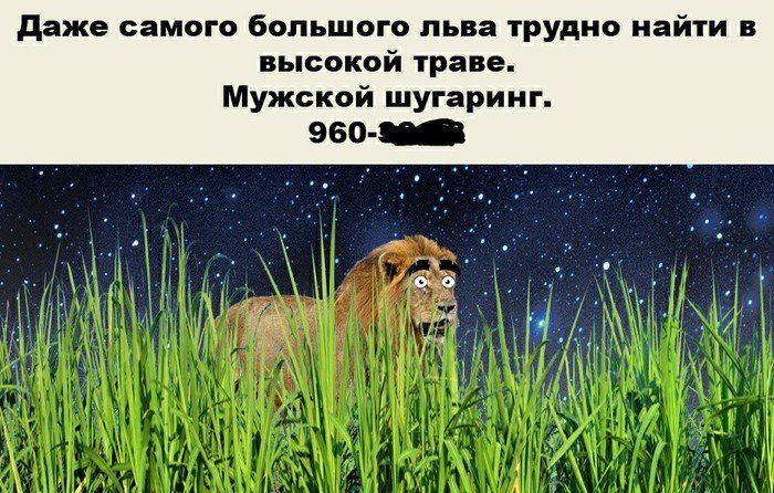 Даже самого большого льва трудно найти в высокой траве. Мужской шугаринг. ‚в i i А у у
