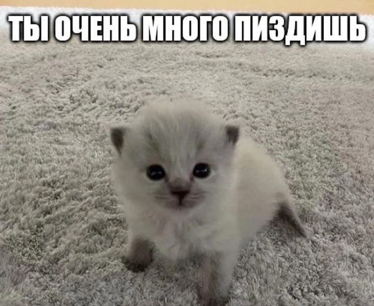 ТЫ ОЧЕНЬ МНОГО ПИЗДИШЬ]