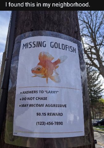 found this in my neighborhood. MISSING ery a ANSWERS то “LARRY” shy NOT CHASE MAY BECOME AGGRESSIVE $0.15 REWARD Vig (123) 456-7890
