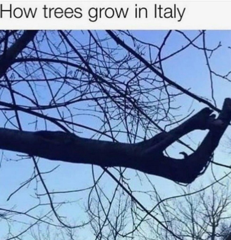 How trees grow in Italy
