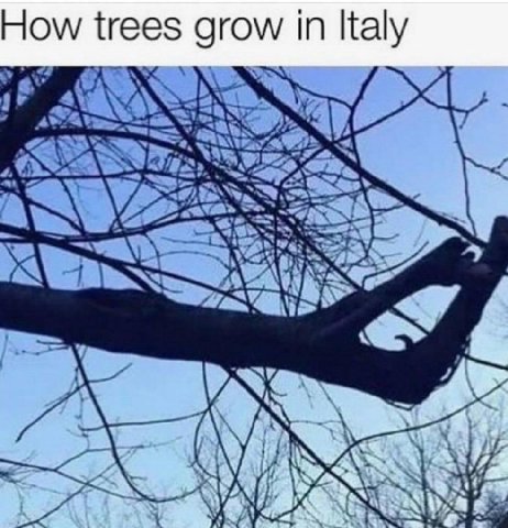 How trees grow in Italy