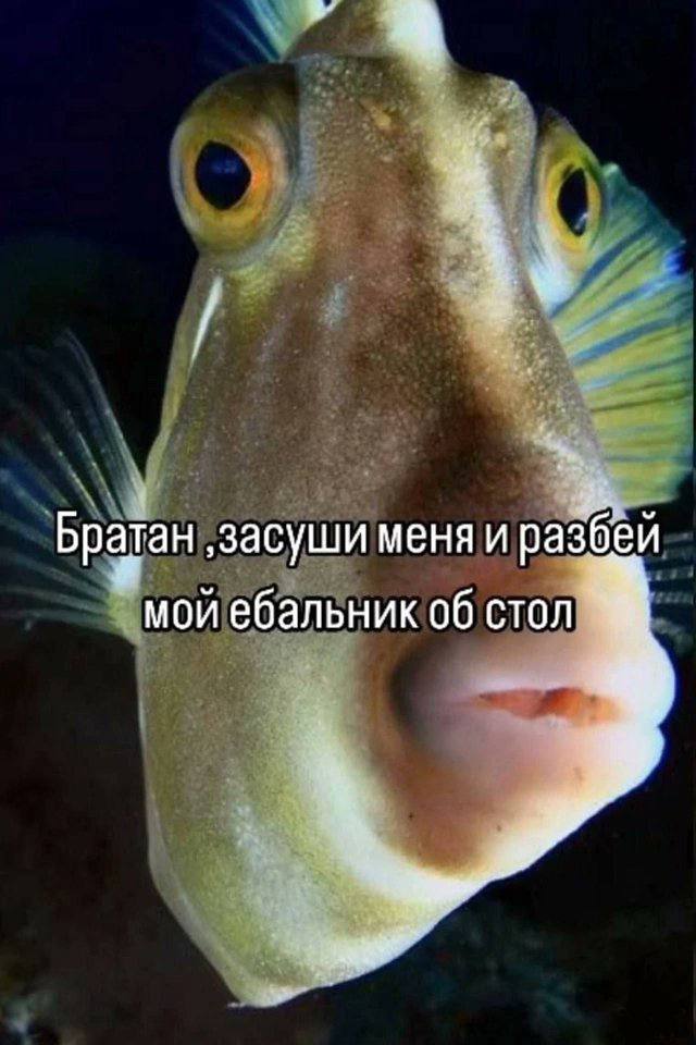 Братан ‚засуши меня и разбеи мой ебальник об стол