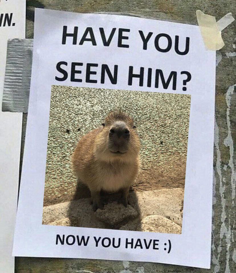 IN. Steers HAVE Yoy SEEN HIM 4 4 NOW YOU HAVE