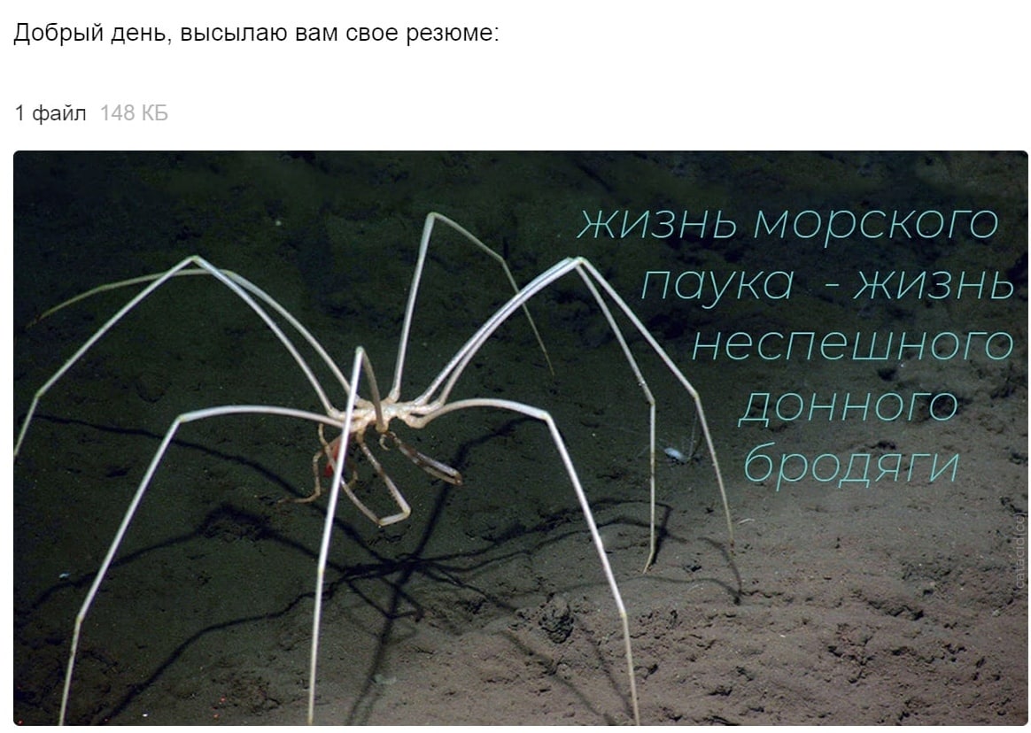 Добрый день, высылаю вам свое резюме: 1 файл жизнь MOOCKOLO паука жизнь неспешного