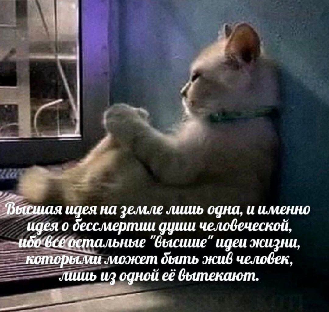 Высшая идея на земле лишь одна, и именно идея о дессмертии души человеческой, идеи жизни, которыми может жив человек, лшиь из одной её CoumeKarom.