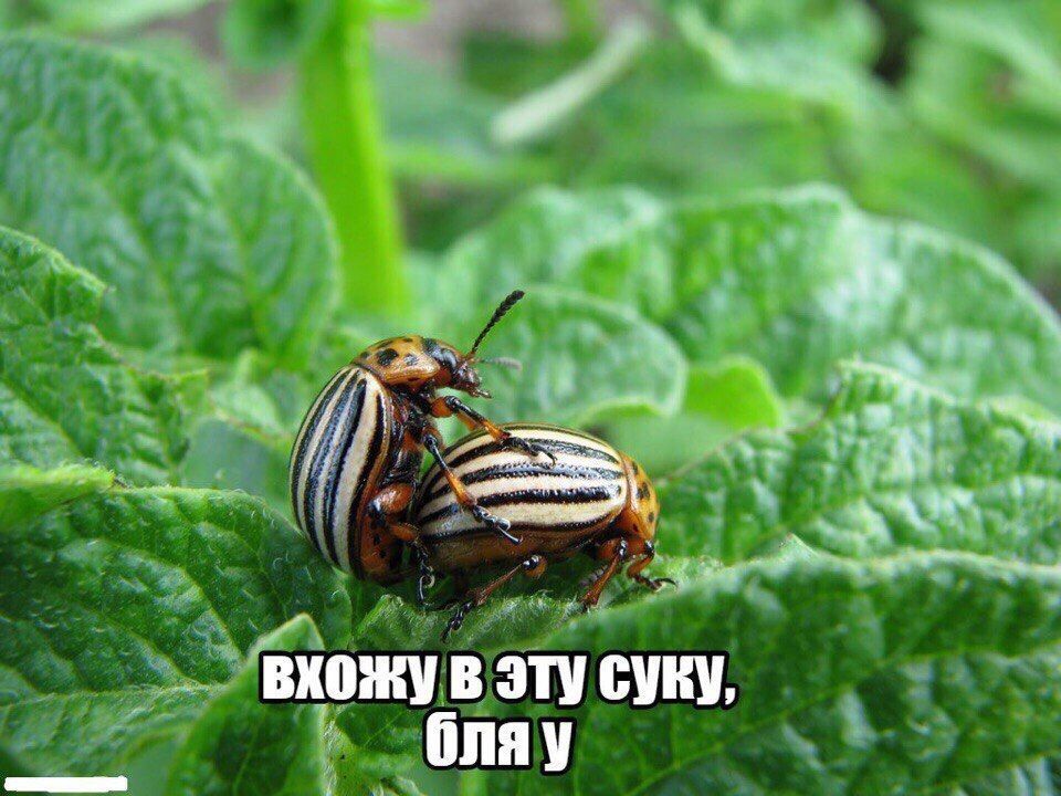 вхожу В ЭТУ CYRY, бляу