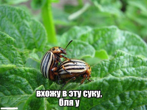 вхожу В ЭТУ CYRY, бляу
