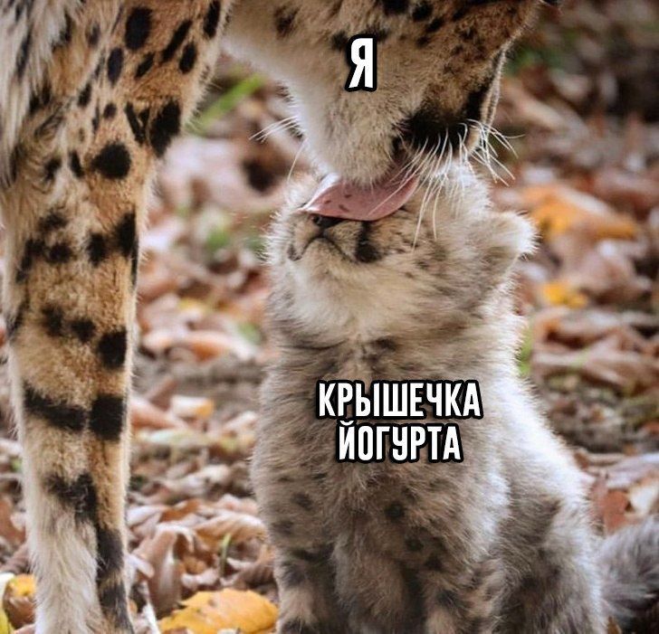КРЫШЕЧКА ЙОГУРТА