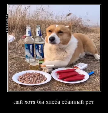 дай хотя бы хлеба ебанный рот