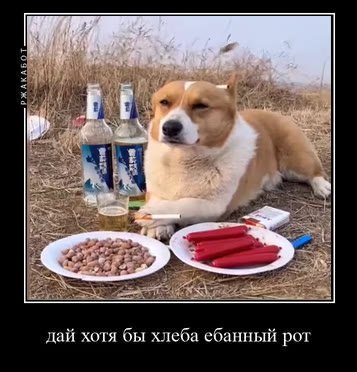дай хотя бы хлеба ебанный рот