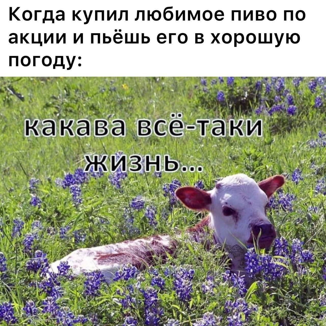 Когда купил любимое пиво по акции и пьешь его в хорошую погоду 1 всё-та ЖИЗНЬ...