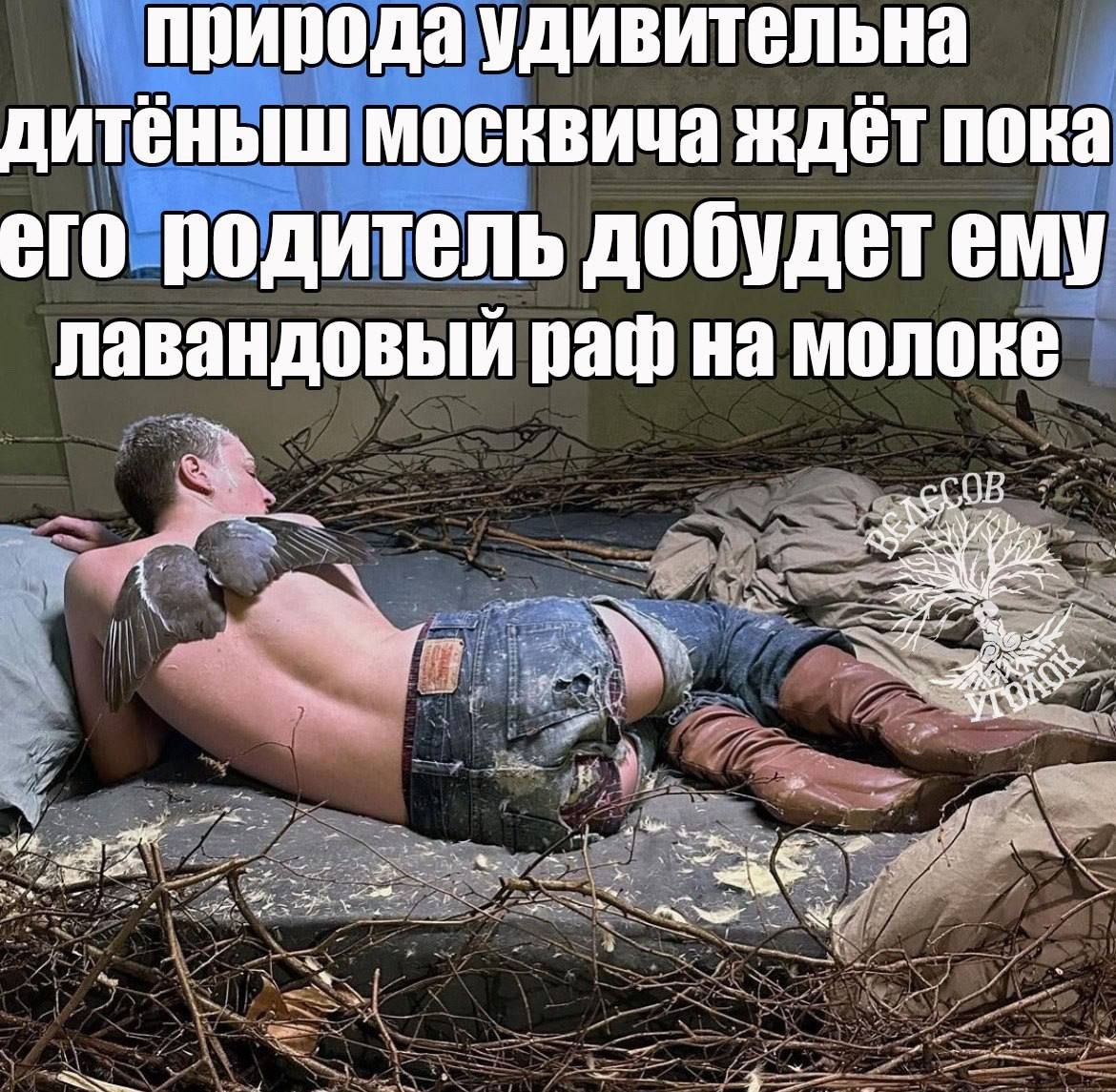 природа удивительна дитеныш москвича ждет пока его родитель добудетему лавандовый раф на молоке A 7 Я ASS We