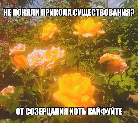 ПРИКОЛА СУЩЕСТВОВАНИЯ? СОЗЕРЦАНИЯ ХОТЬ КАИФУИТЕ