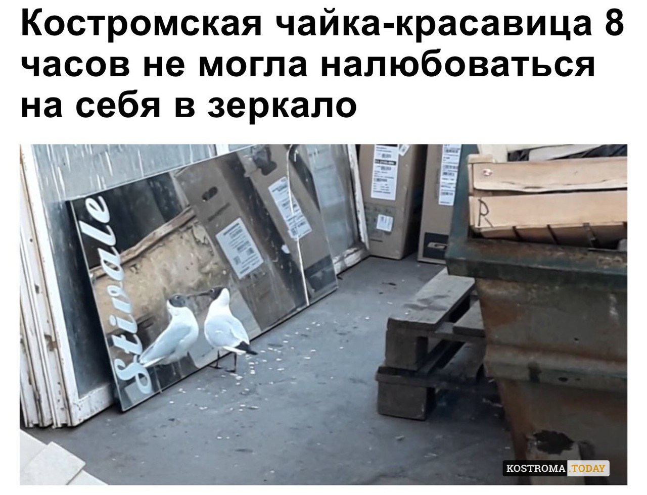 Костромская чайка-красавица 8 часов не могла налюбоваться на себя в зеркало Par А