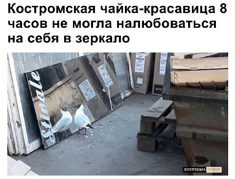 Костромская чайка-красавица 8 часов не могла налюбоваться на себя в зеркало Par А