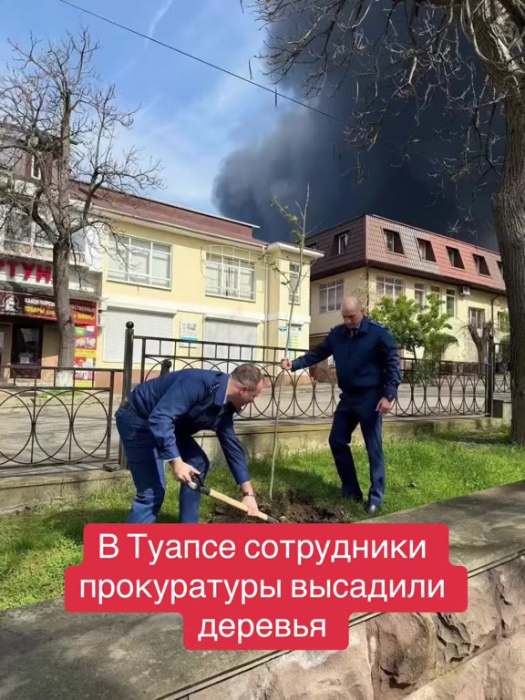 == В Туапсе сотрудники =— _ = прокуратуры высадили (= к am деревья 2 es я gin деревья A } ~~ BTyance сотрудники =: