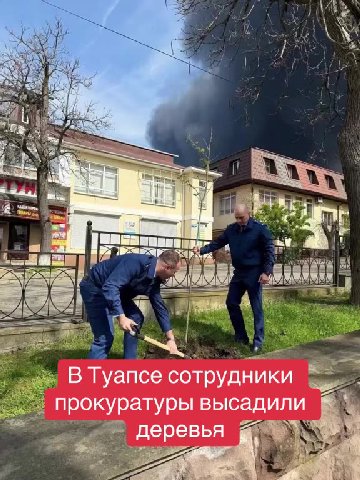 == В Туапсе сотрудники =— _ = прокуратуры высадили (= к am деревья 2 es я gin деревья A } ~~ BTyance сотрудники =: