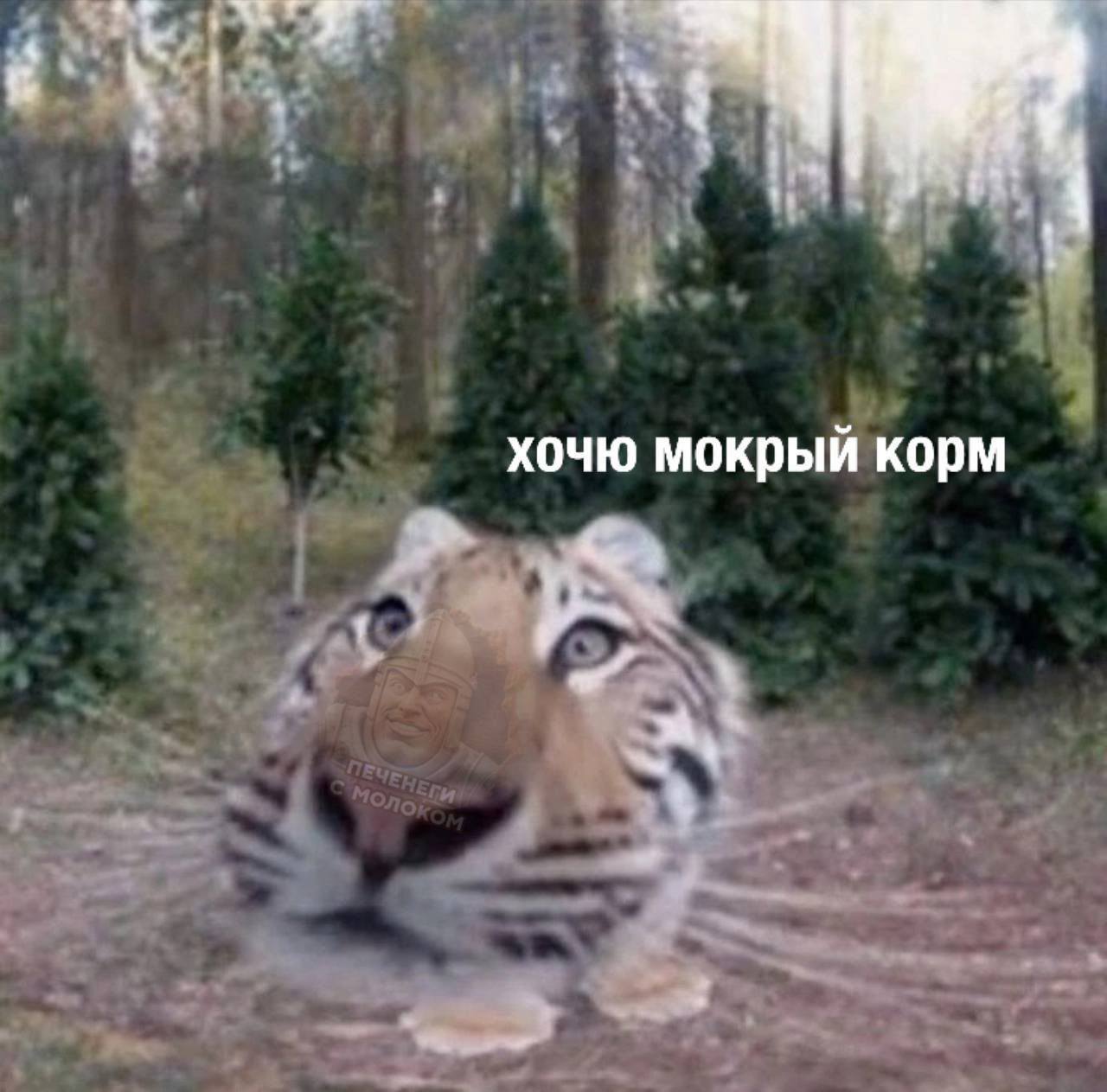 хочю мокрый корм