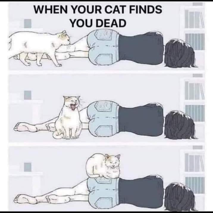 WHEN YOUR CAT FINDS YOU DEAD