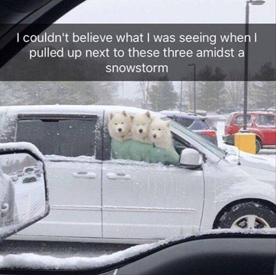 couldn't believe what was seeing when pulled up next to these three amidst a snowstorm