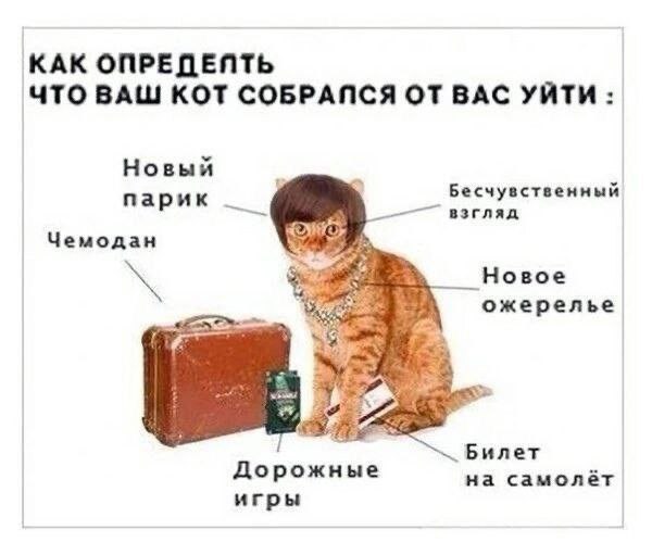КАК ОПРЕДЕЙТЬ ЧТО ВАШ КОТ СОБРАПСЯ ОТ ВАС УЙТИ Новый парик Бесчувственный omit взгляд Чемодан Новое ожерелье as Билет Дорожные на самолёт игры