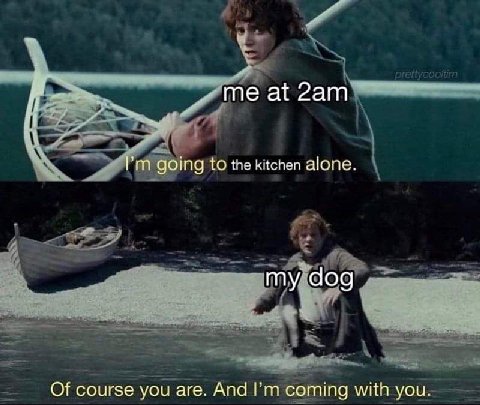 meat Рип going to the kitchen alone. my dog Of course you are. And coming with you.