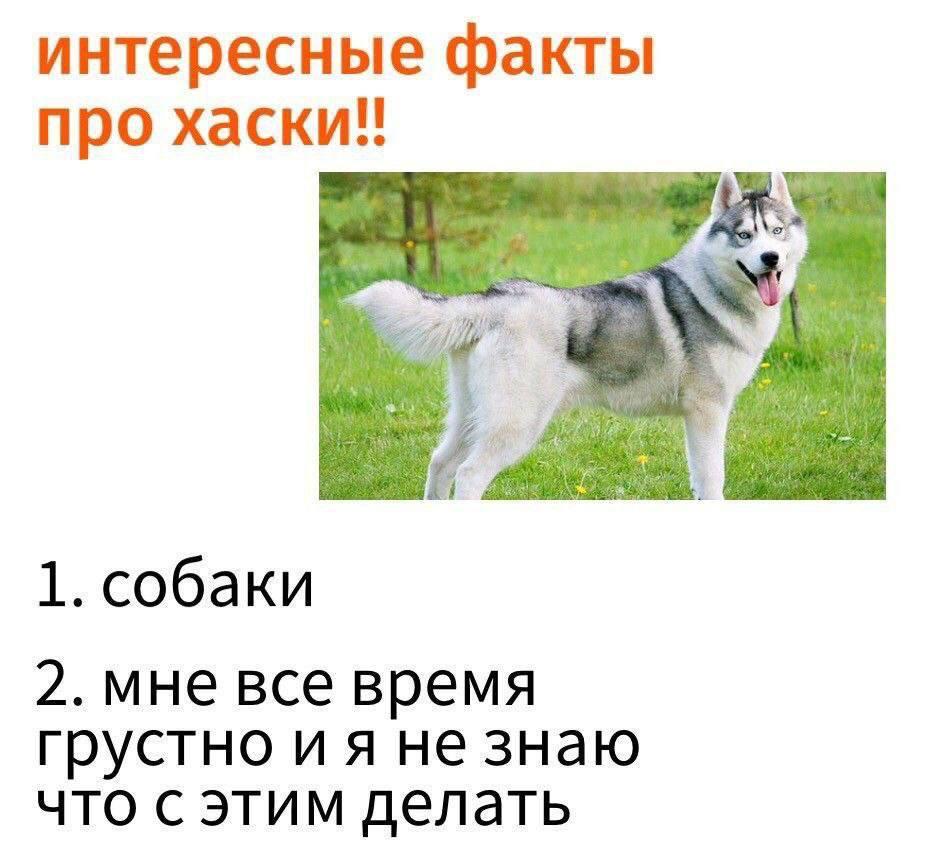интересные факты про хаски!! 1. собаки 2. мне все время грустно не знаю что с этим делать
