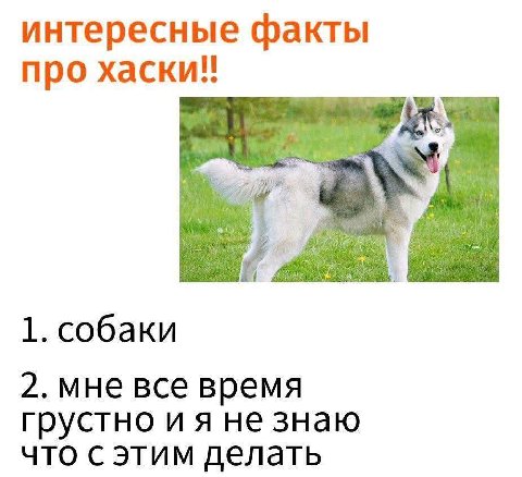 интересные факты про хаски!! 1. собаки 2. мне все время грустно не знаю что с этим делать