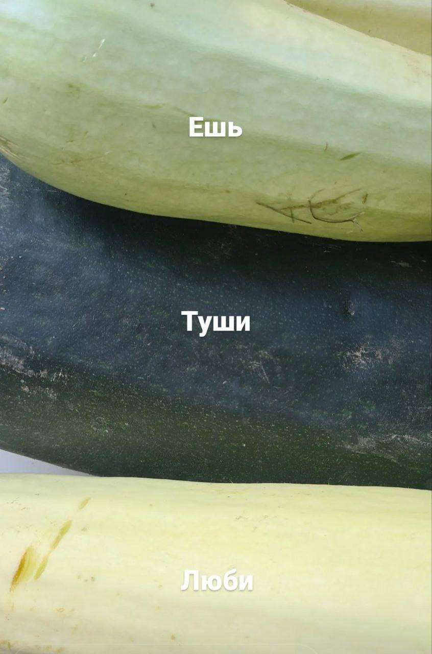 Туши