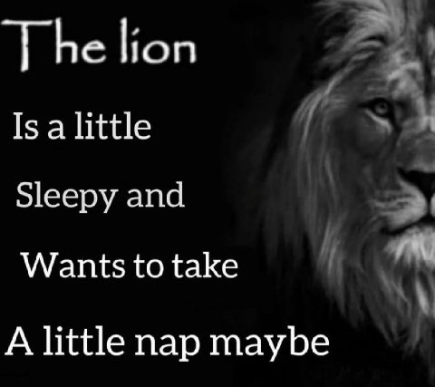 lion Is a little Sleepy and Wants to take A little nap maybe