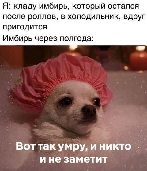 Я: кладу имбирь, который остался после роллов, в холодильник, вдруг пригодится Имбирь через полгода: Воттак умру, и никто ине заметит