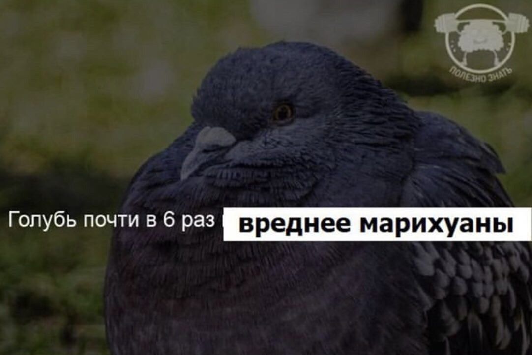 Голубь почти в 6 раз