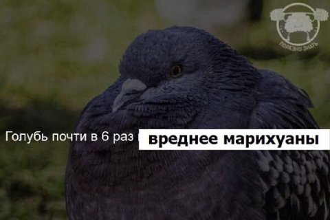 Голубь почти в 6 раз