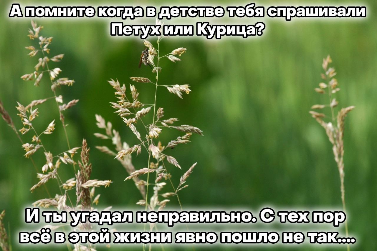 детстветебя спрашивали Петух‘илиКурица? у И ты-угадал неправильно. С тех пор всев явно пошло не так....