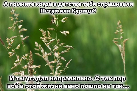 детстветебя спрашивали Петух‘илиКурица? у И ты-угадал неправильно. С тех пор всев явно пошло не так....