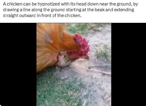 Achicken can be hypnotized with its head down near the ground, drawing a line along the ground starting at the beak and extending straight outward in front of the chicken.