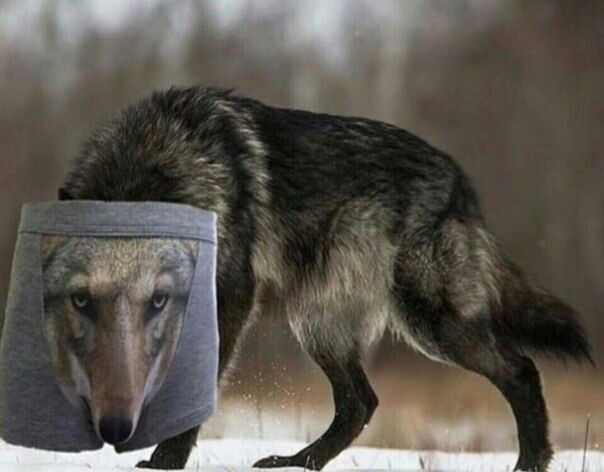 волк трусы
